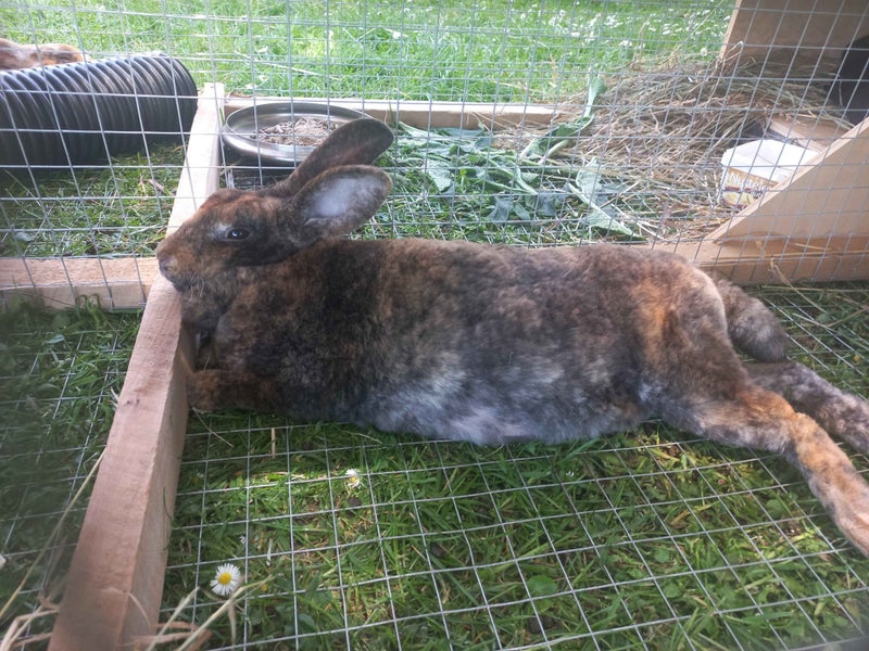 Standard Rex Rabbits Carousel 8