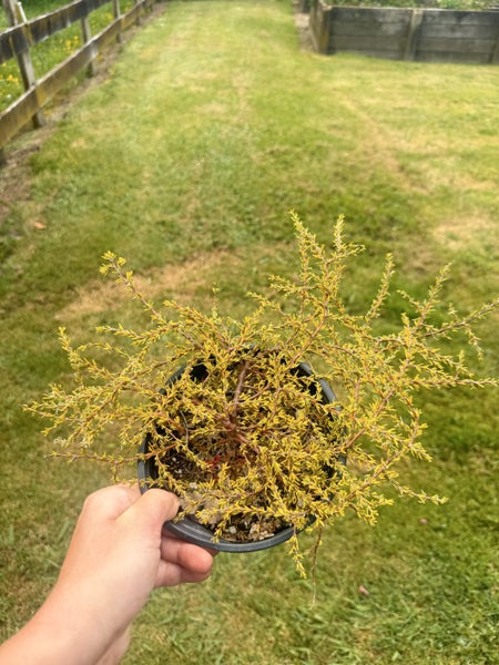 Coprosma hawera64837335140226110