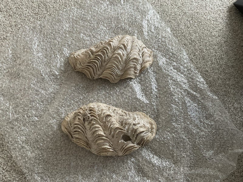 Clam Shell Carousel 1