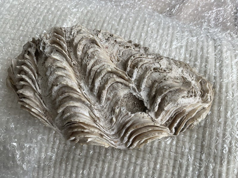 Clam Shell Carousel 2