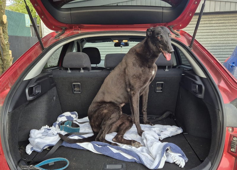 Abbey - Small, Sweet, Social Greyhound Carousel 13