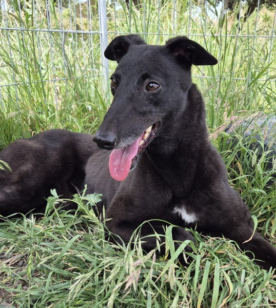 Abbey - Small, Sweet, Social Greyhound Carousel 2