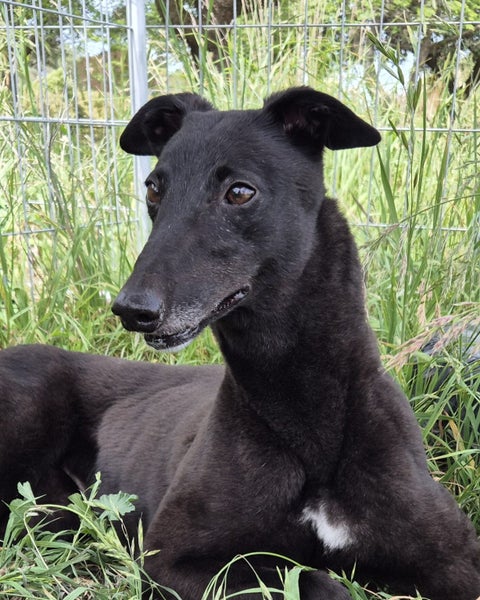 Abbey - Small, Sweet, Social Greyhound Carousel 1