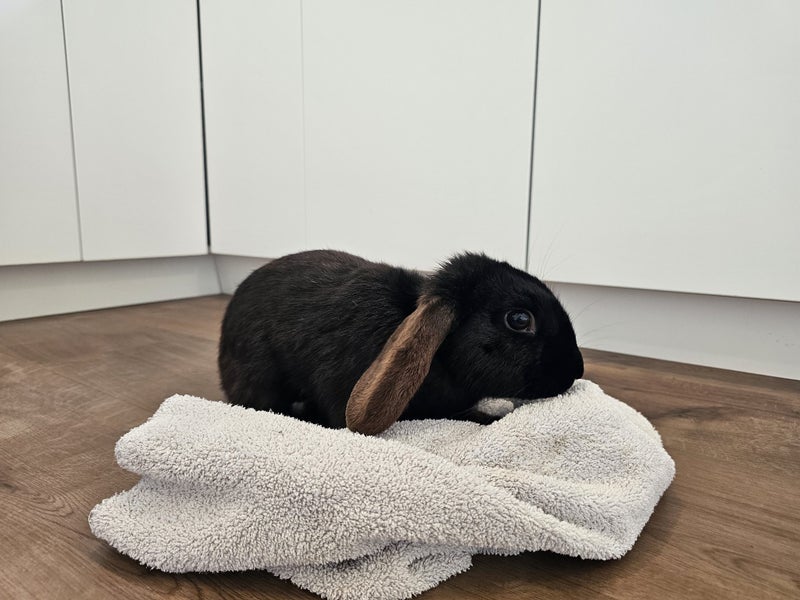 Mini Lop Buck Carousel 1