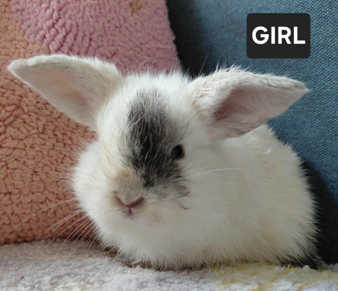 Pure Bred Mini Lops - Ready for Christmas Carousel 1