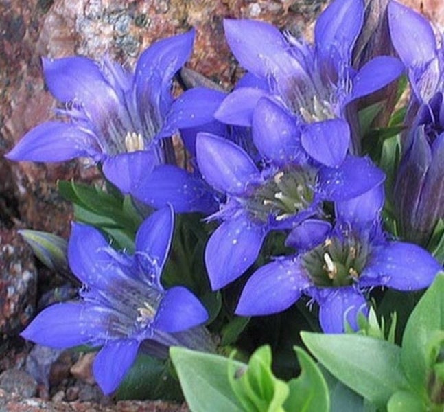 Gentian electric blue perennial plant Carousel 2