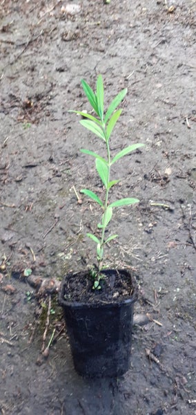 Gentian electric blue perennial plant Carousel 3
