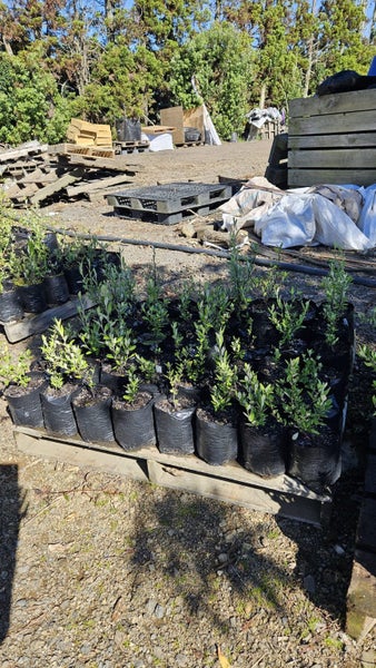 Corokia Geentys Green Pb5, ht. 10-30cm...x50 (Lot #1) Carousel 1