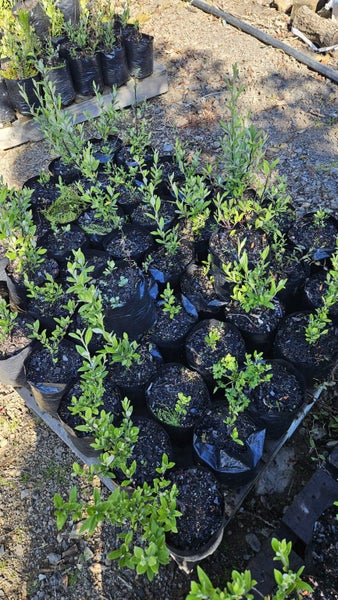 Corokia Geentys Green Pb5, ht. 10-30cm...x50 (Lot #1) Carousel 2