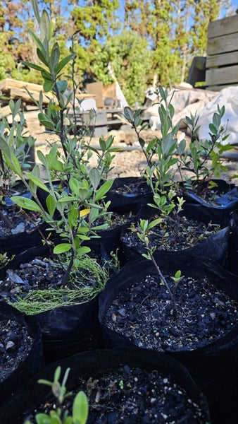 Corokia Geentys Green Pb5, ht. 10-30cm...x50 (Lot #1) Carousel 4