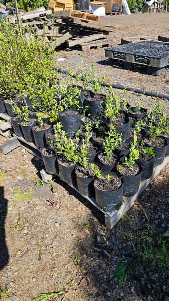 Corokia Geentys Green Pb5, ht. 10-30cm...x48 (Lot #3) Carousel 2