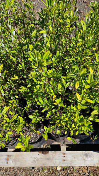Corokia Geentys Green Pb5, ht. 50cm...x26 (Lot #4) Carousel 3