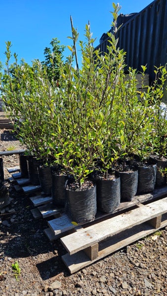 Corokia Geentys Green Pb5, ht. 50cm...x26 (Lot #4) Carousel 2