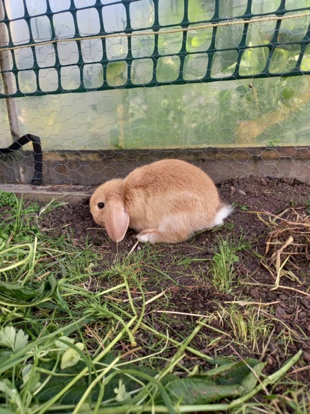 Mini lop Rabbit Carousel 1