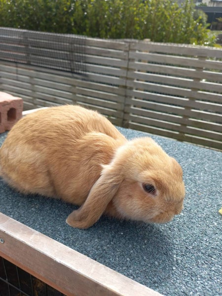 Mini lop Rabbit Carousel 2