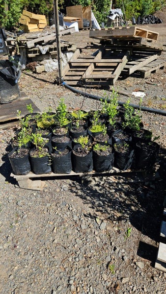 Corokia Geentys Green Pb5, ht. 10-20cm...x33 (Lot #5) Carousel 4