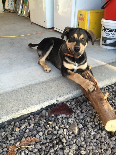 Are you my new Family Carousel 11