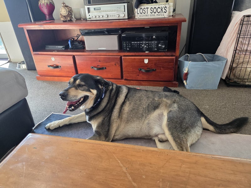 Are you my new Family Carousel 2