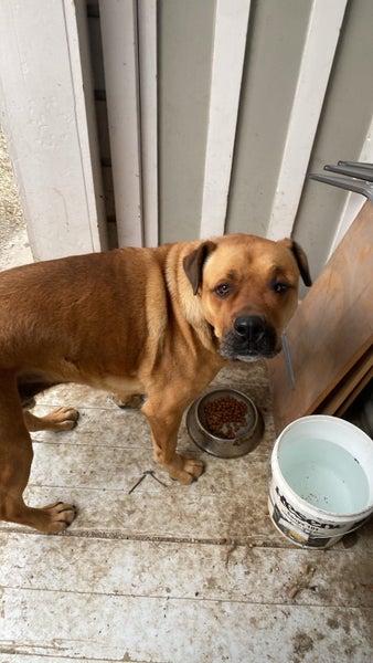 Large Dog Carousel 5