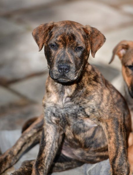 Sarah - 8 weeks rescue puppy, Rottweiler x, friendly and sweet Carousel 1