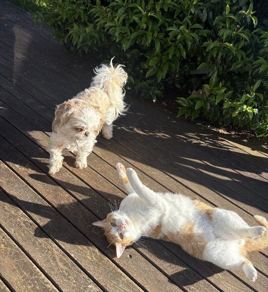 Meet Yogurt the cat and Penny the dog — two adorable 3-year-old best friends Carousel 3