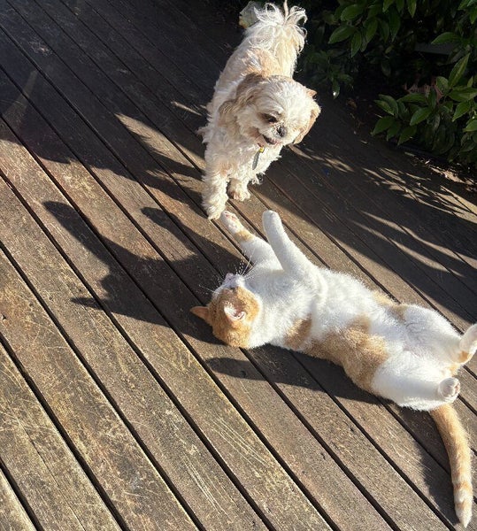 Meet Yogurt the cat and Penny the dog — two adorable 3-year-old best friends Carousel 2