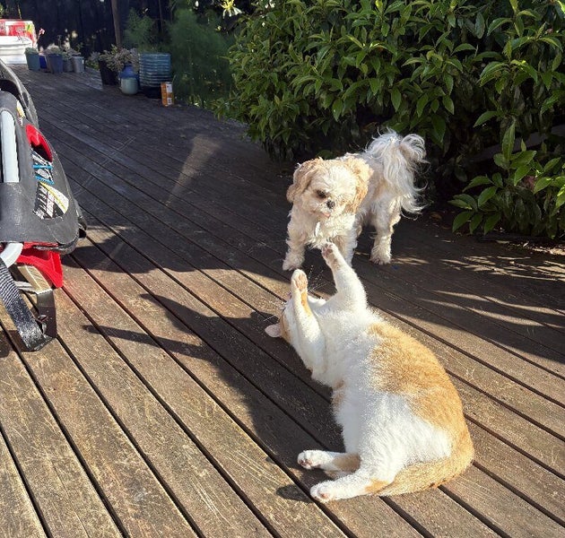 Meet Yogurt the cat and Penny the dog — two adorable 3-year-old best friends Carousel 1