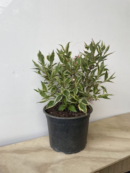 WEIGELA FLORIDA 'VARIEGATA' Carousel 1