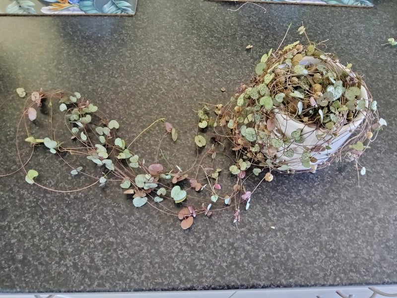 Chain of hearts Carousel 1