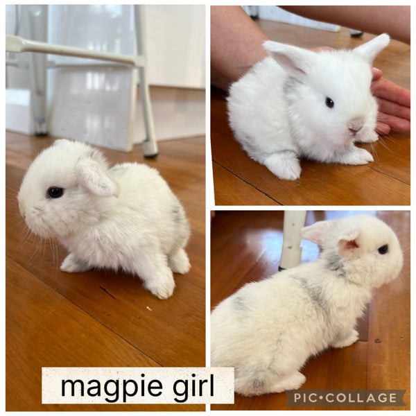 Purebred Minilop kits Carousel 1