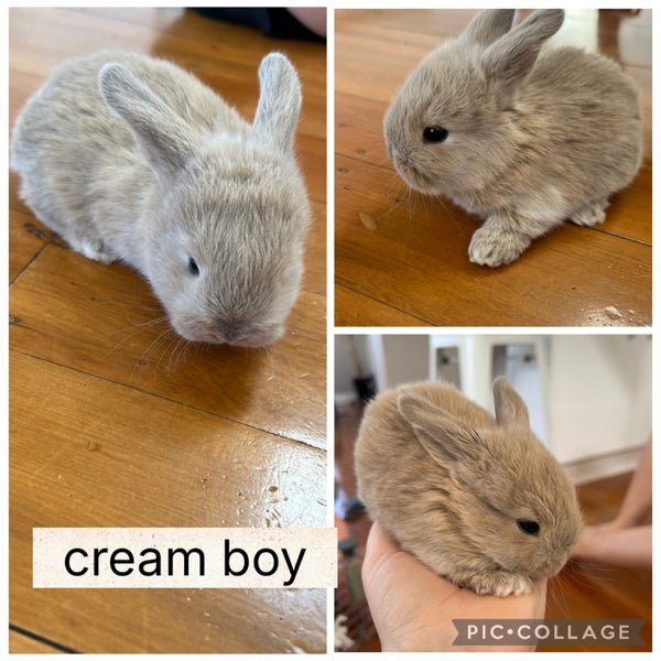 Purebred Minilop kits Carousel 7