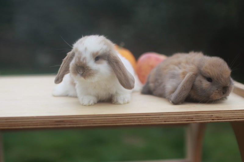 very cute Pure Bred mini Lops Carousel 1