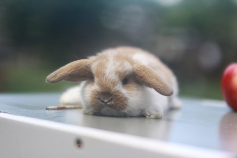 very cute Pure Bred mini Lops Carousel 2