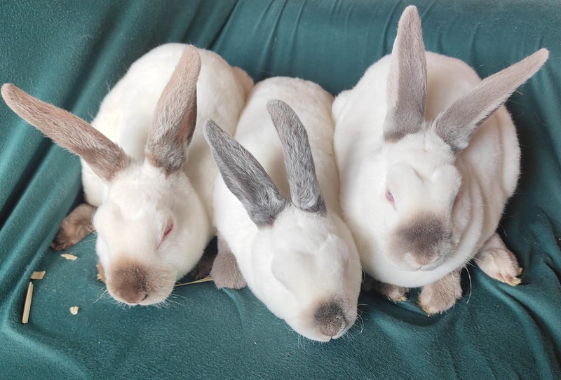 Rex rabbits Carousel 1