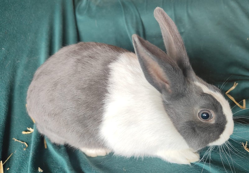 Dutch rabbits Carousel 2