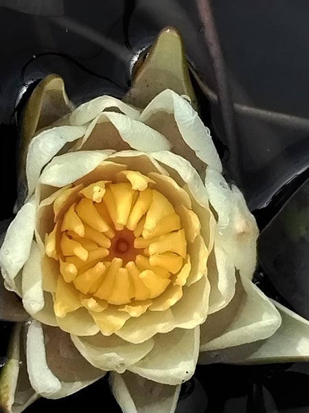 Water lily Carousel 1