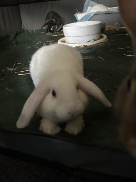 Baby Rabbits Carousel 2