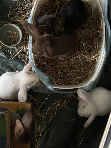 Baby Rabbits Carousel 1