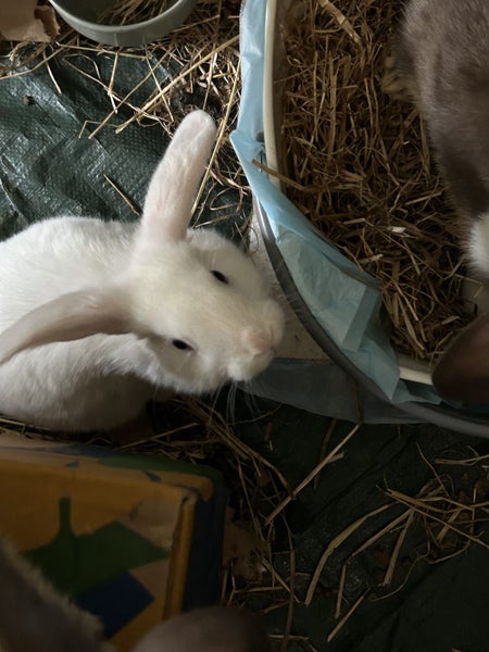 Baby Rabbits Carousel 6