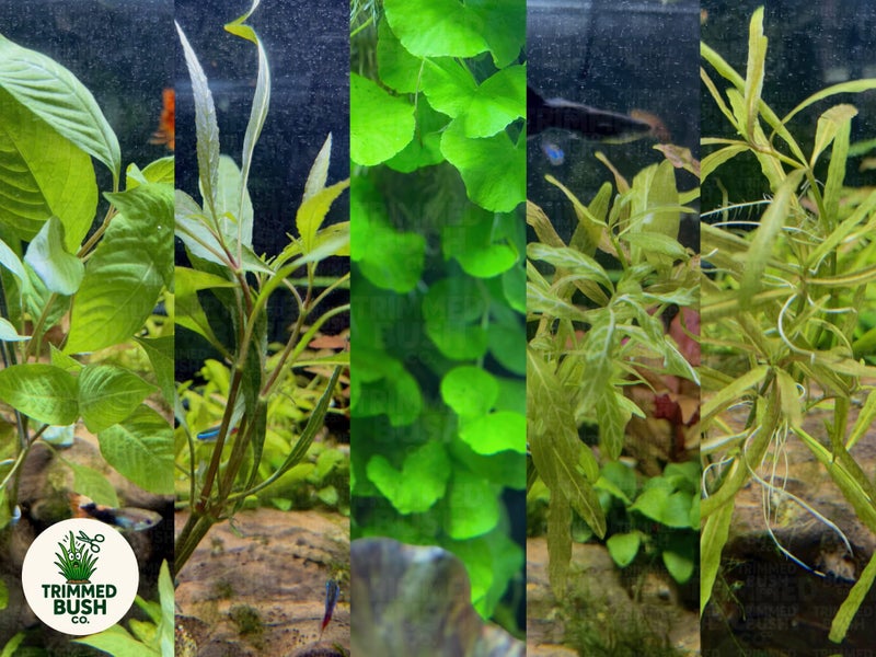 Lucky Dip Mystery Pack - 10 Bunches - Aquarium Plants Carousel 1