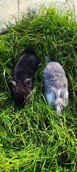 pure Flemish Giant male and female Carousel 7