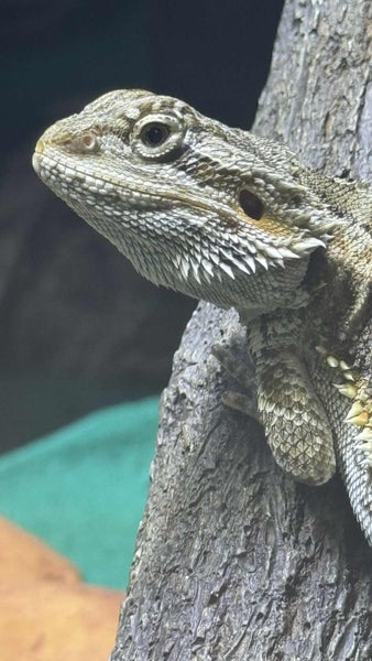 Inland Baby Bearded Dragons - Pogona vitticeps Carousel 2