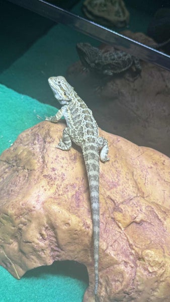 Inland Baby Bearded Dragons - Pogona vitticeps Carousel 7