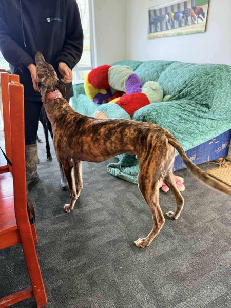 Scotty (Scheffler) 5 yr old retired greyhound Carousel 2