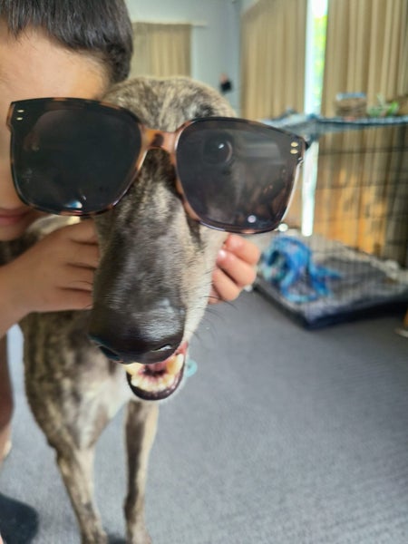 Scotty (Scheffler) 5 yr old retired greyhound Carousel 1