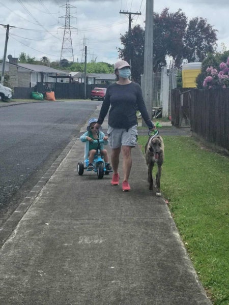 Scotty (Scheffler) 5 yr old retired greyhound Carousel 4