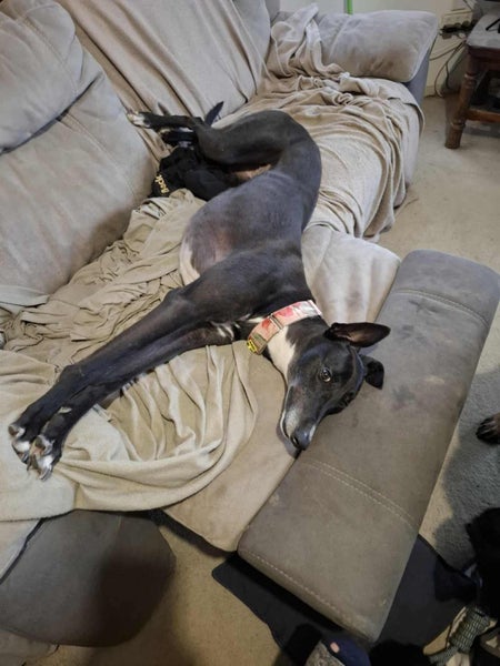 Nelly (Thrilling Nelly) 3yr old retired greyhound **NEW PLYMOUTH based** Carousel 2