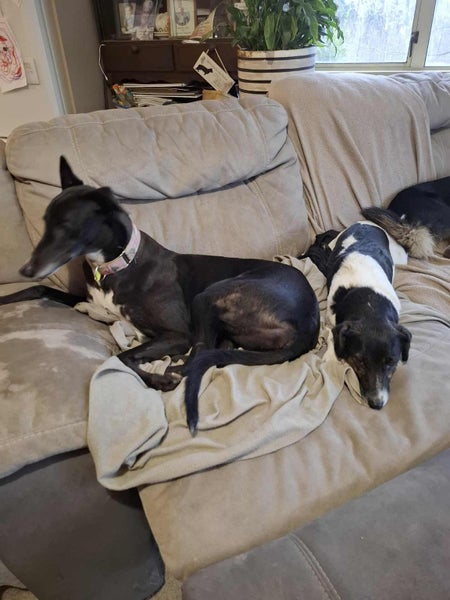 Nelly (Thrilling Nelly) 3yr old retired greyhound **NEW PLYMOUTH based** Carousel 1