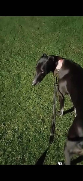 Nelly (Thrilling Nelly) 3yr old retired greyhound **NEW PLYMOUTH based** Carousel 5