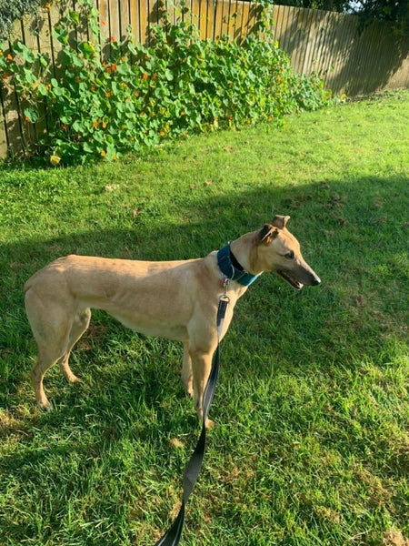Gigi (Opawa Girls Get) 7 yr old retired greyhound **NEW PLYMOUTH based** Carousel 1